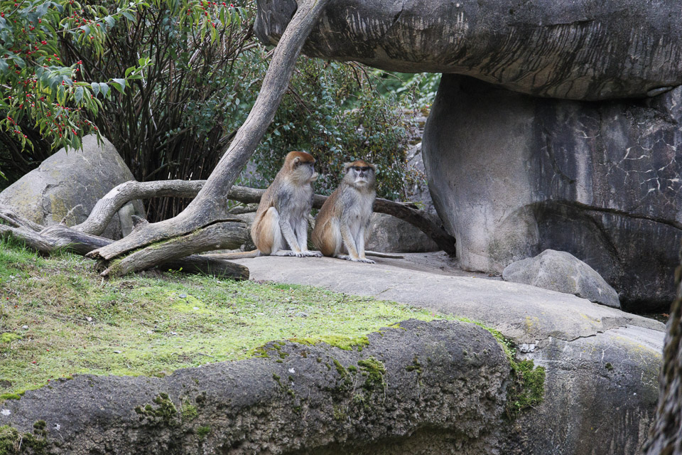 Woodland Park Zoo — photo 67